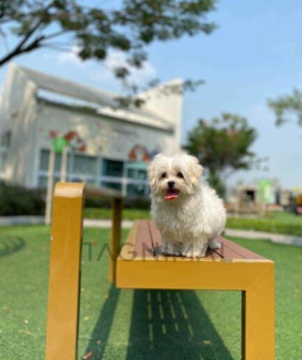 Maltipoo puppy for sale, dog for sale at Tagnimal