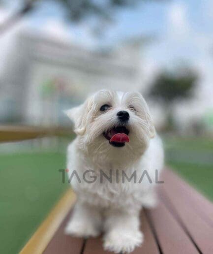 Maltese puppy for sale, dog for sale at Tagnimal