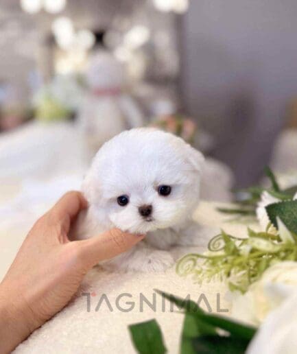 Maltese puppy for sale, dog for sale at Tagnimal