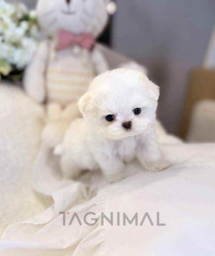 Maltese puppy for sale, dog for sale at Tagnimal