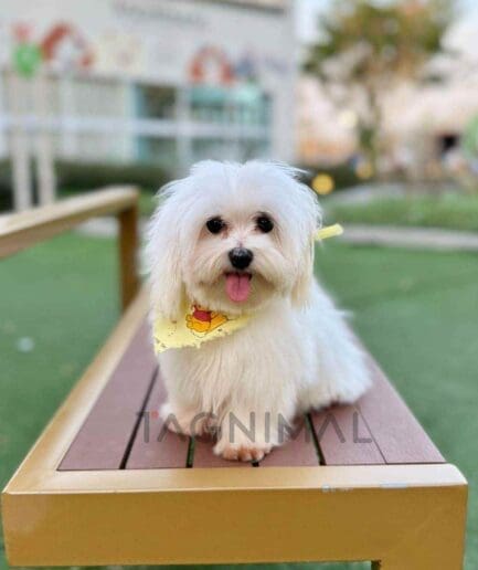 Maltese puppy for sale, dog for sale at Tagnimal
