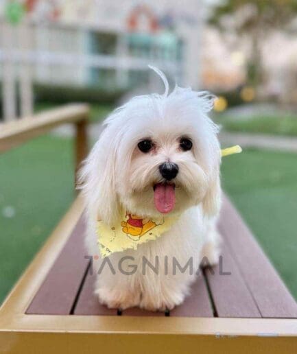 Maltese puppy for sale, dog for sale at Tagnimal