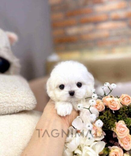 Maltese puppy for sale, dog for sale at Tagnimal