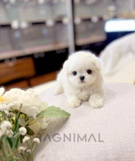 Maltese puppy for sale, dog for sale at Tagnimal