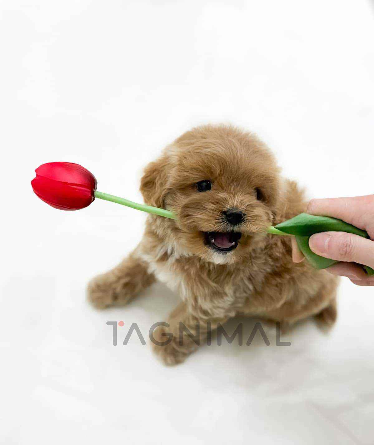 Maltipoo puppy for sale, dog for sale at Tagnimal