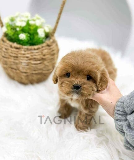 Maltipoo puppy for sale, dog for sale at Tagnimal