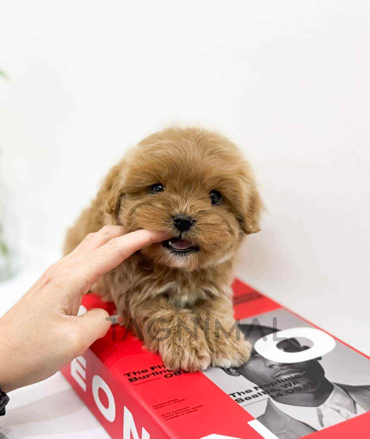 Maltipoo puppy for sale, dog for sale at Tagnimal