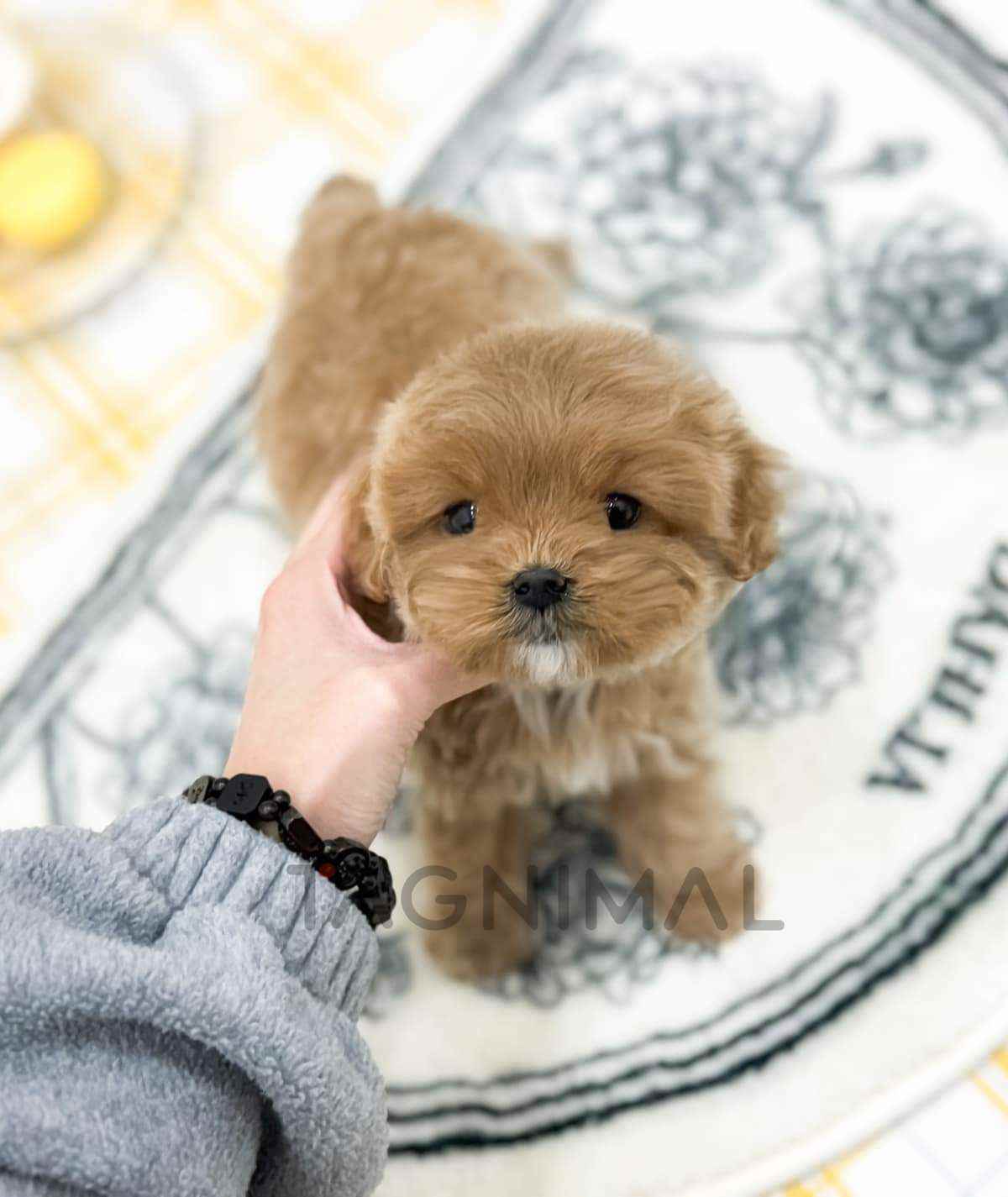 Maltipoo puppy for sale, dog for sale at Tagnimal