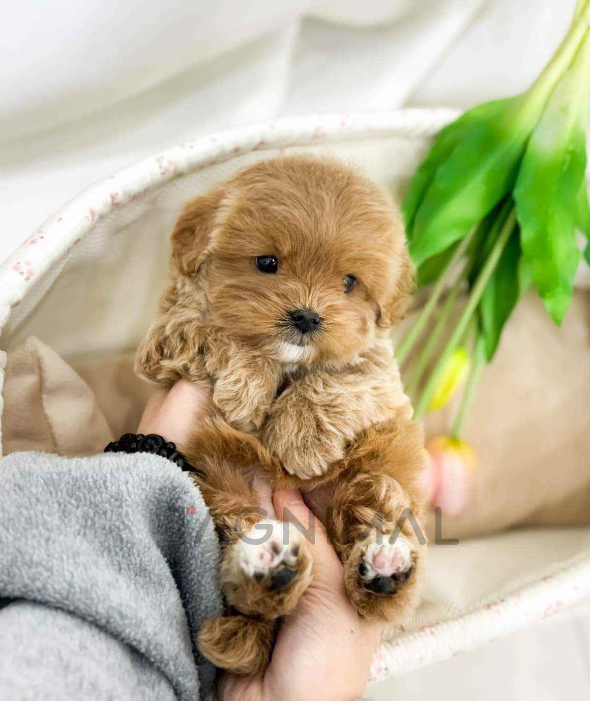 Maltipoo puppy for sale, dog for sale at Tagnimal
