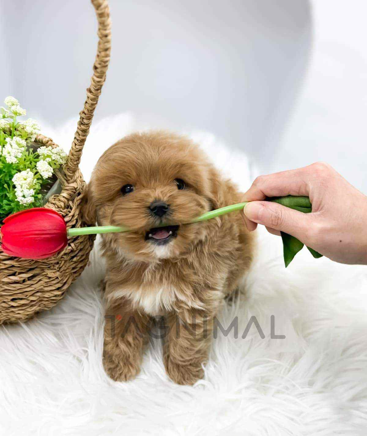 Maltipoo puppy for sale, dog for sale at Tagnimal