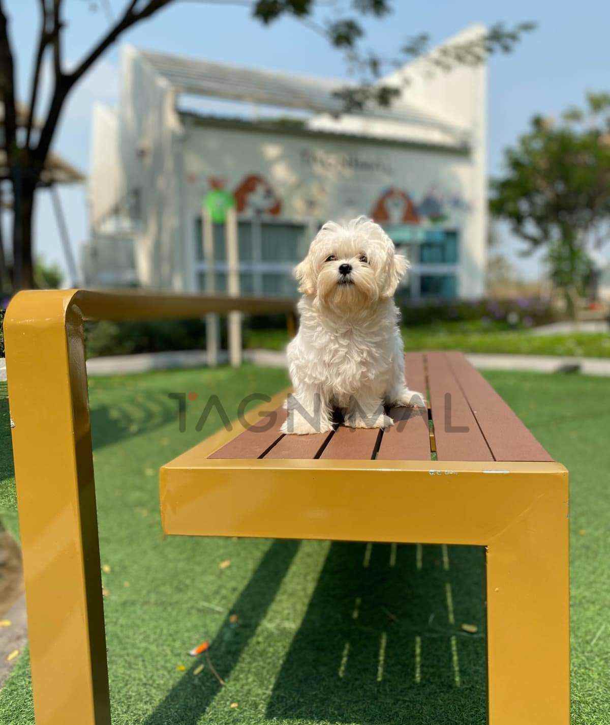 Maltipoo puppy for sale, dog for sale at Tagnimal