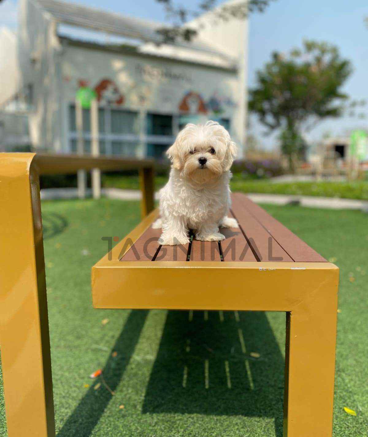 Maltipoo puppy for sale, dog for sale at Tagnimal