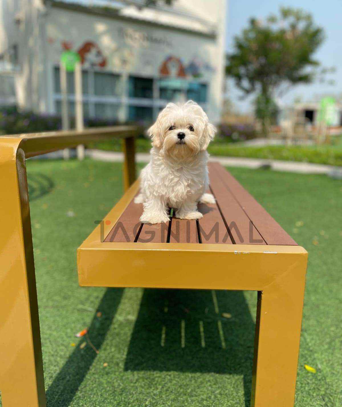 Maltipoo puppy for sale, dog for sale at Tagnimal