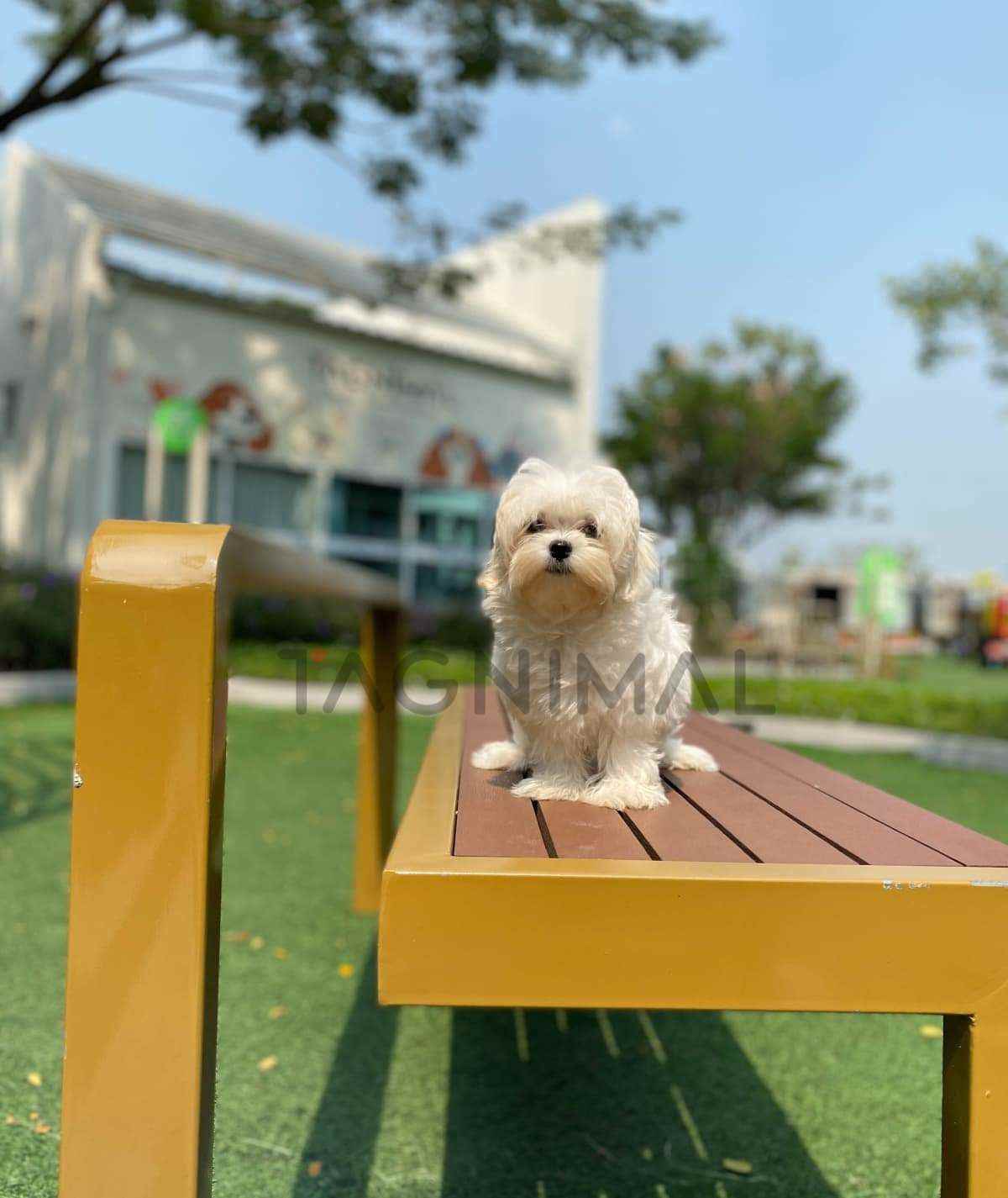 Maltipoo puppy for sale, dog for sale at Tagnimal