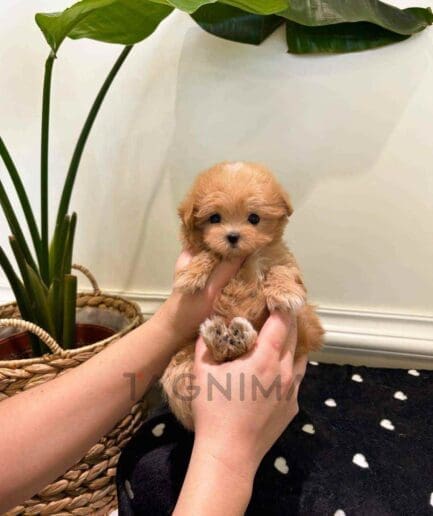 Maltipoo puppy for sale, dog for sale at Tagnimal