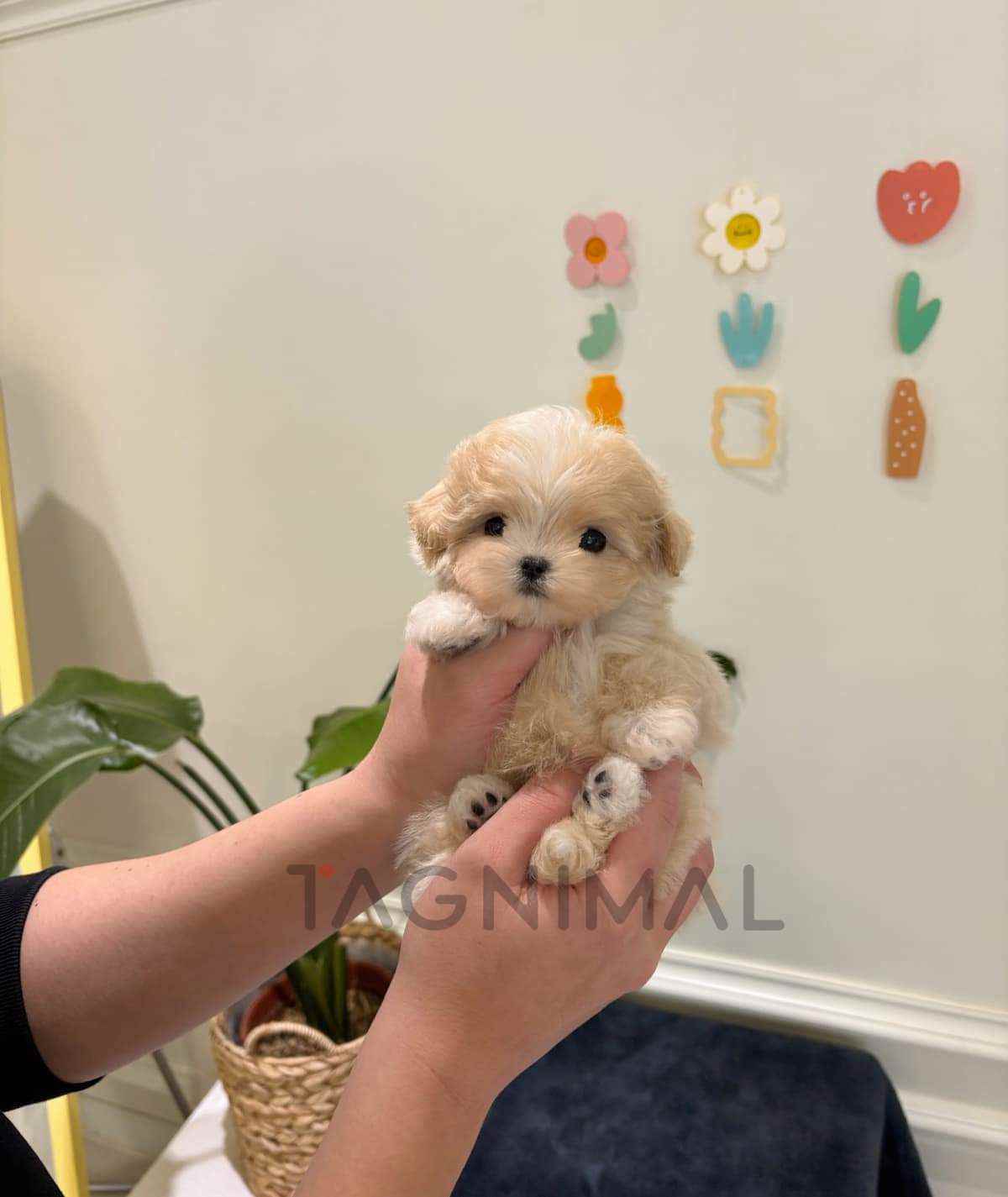 Maltipoo puppy for sale, dog for sale at Tagnimal