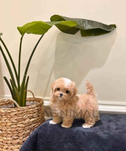 Maltipoo puppy for sale, dog for sale at Tagnimal