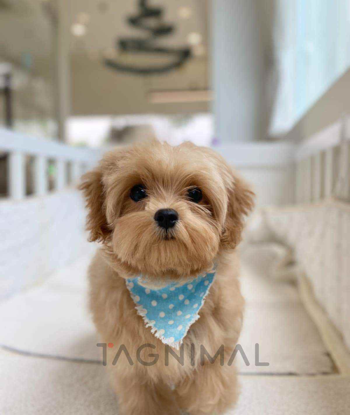 Maltipoo puppy for sale, dog for sale at Tagnimal