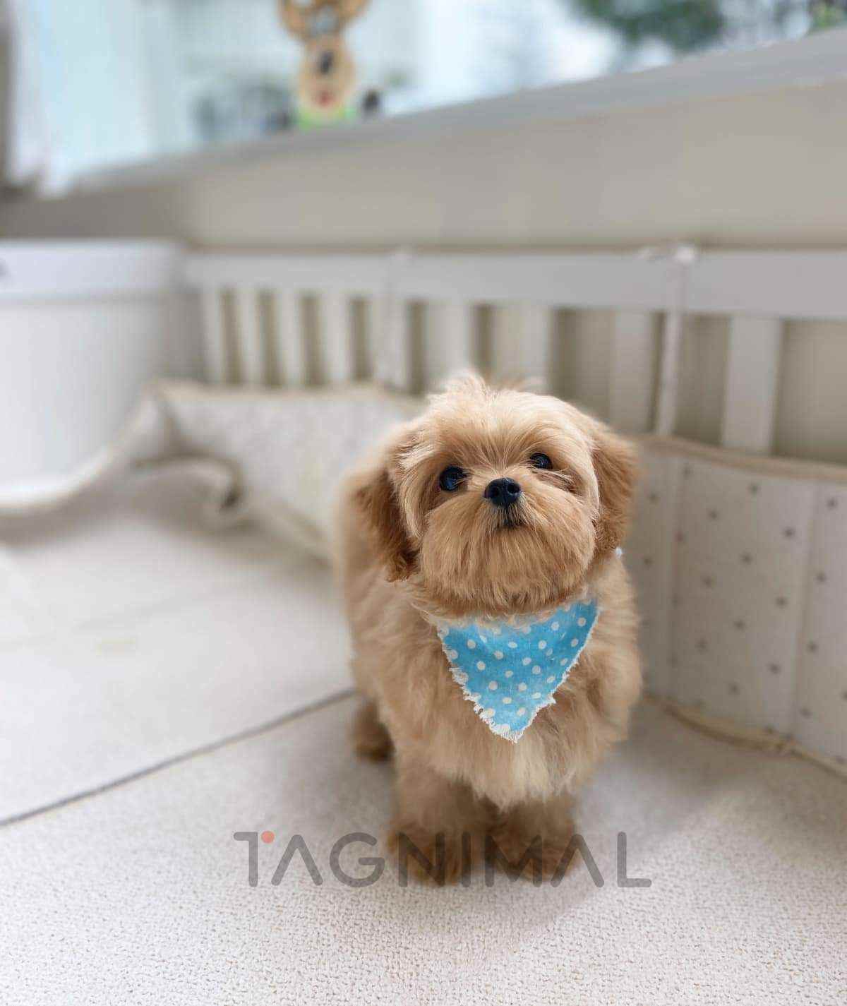 Maltipoo puppy for sale, dog for sale at Tagnimal
