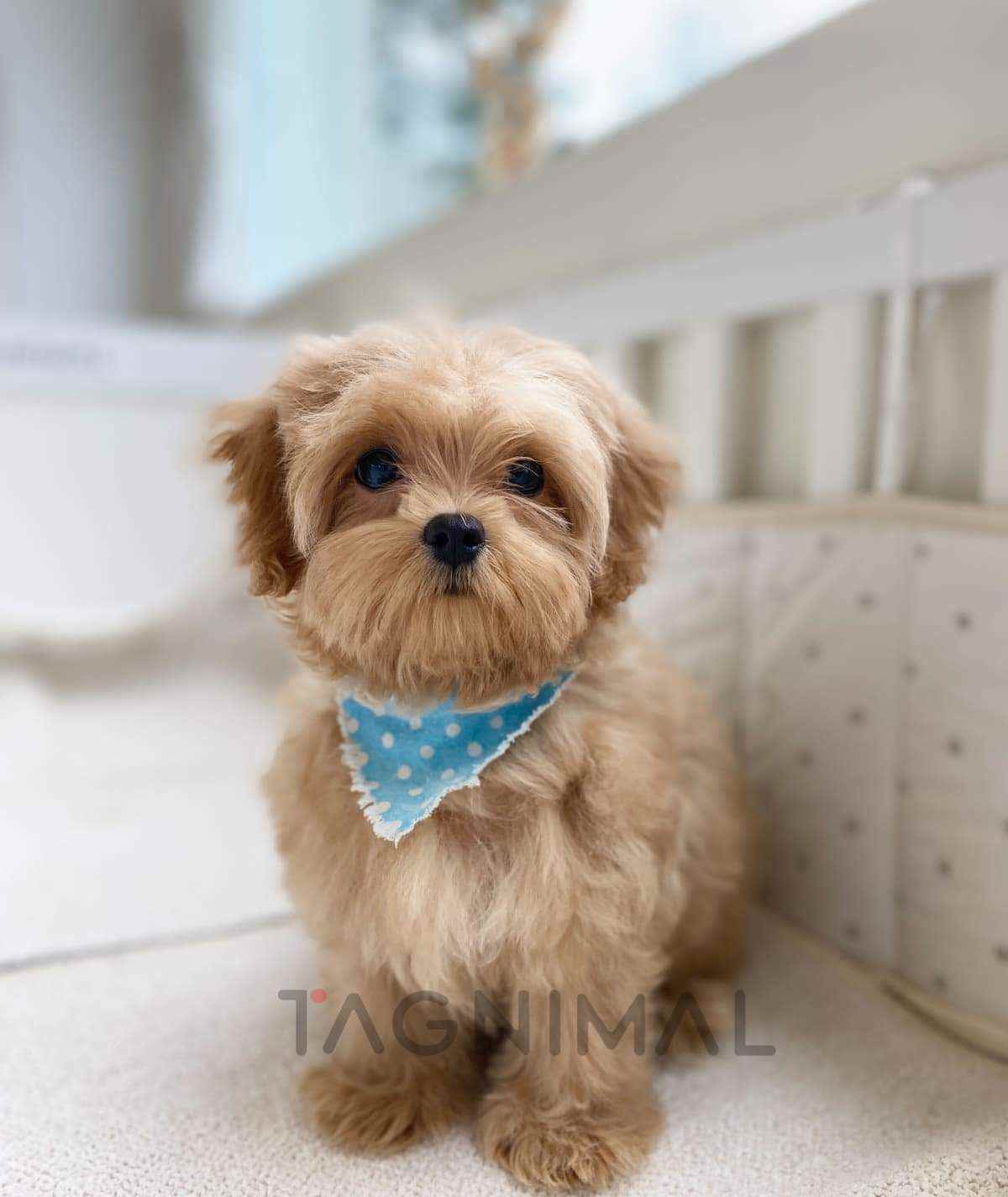 Maltipoo puppy for sale, dog for sale at Tagnimal
