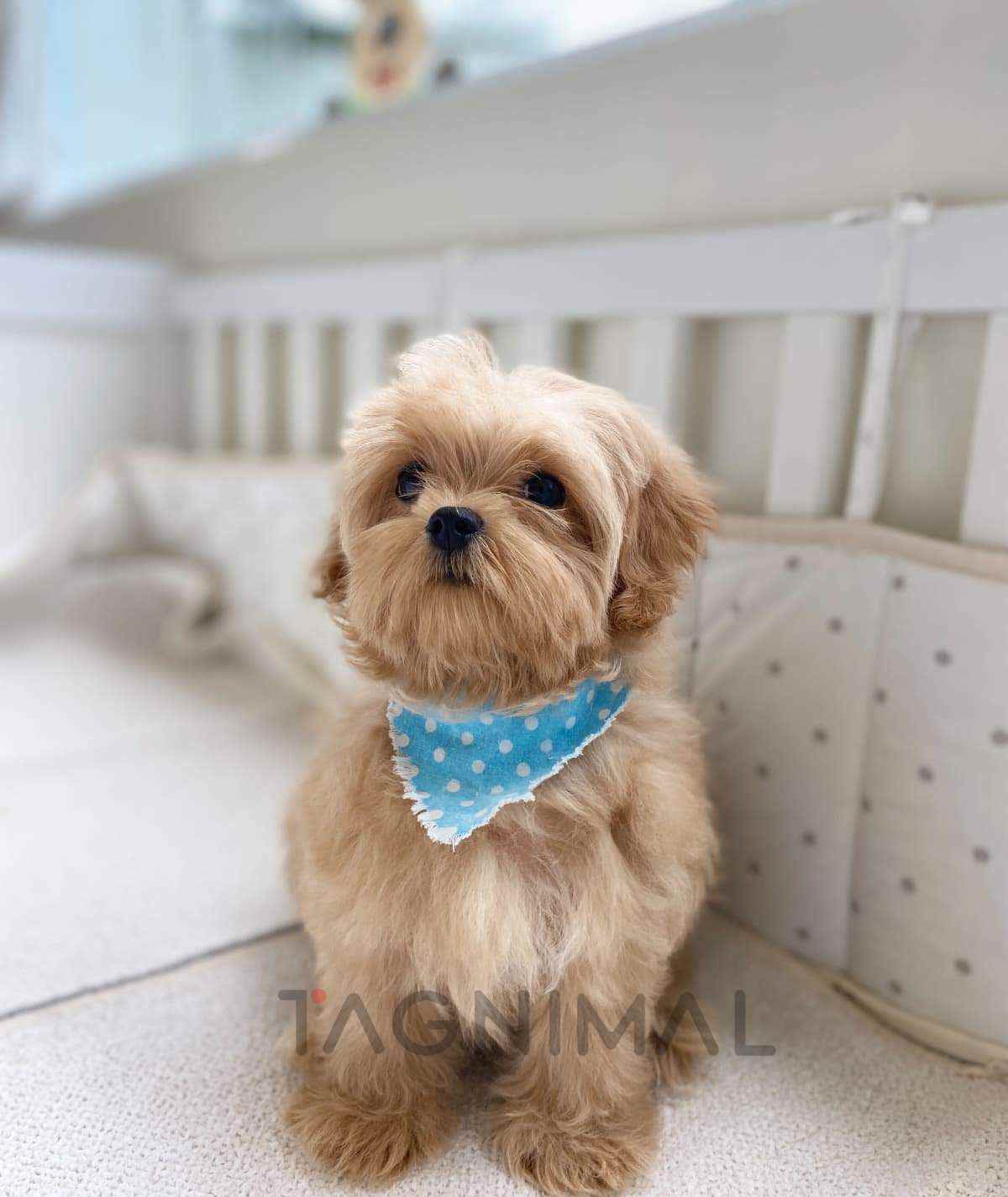 Maltipoo puppy for sale, dog for sale at Tagnimal