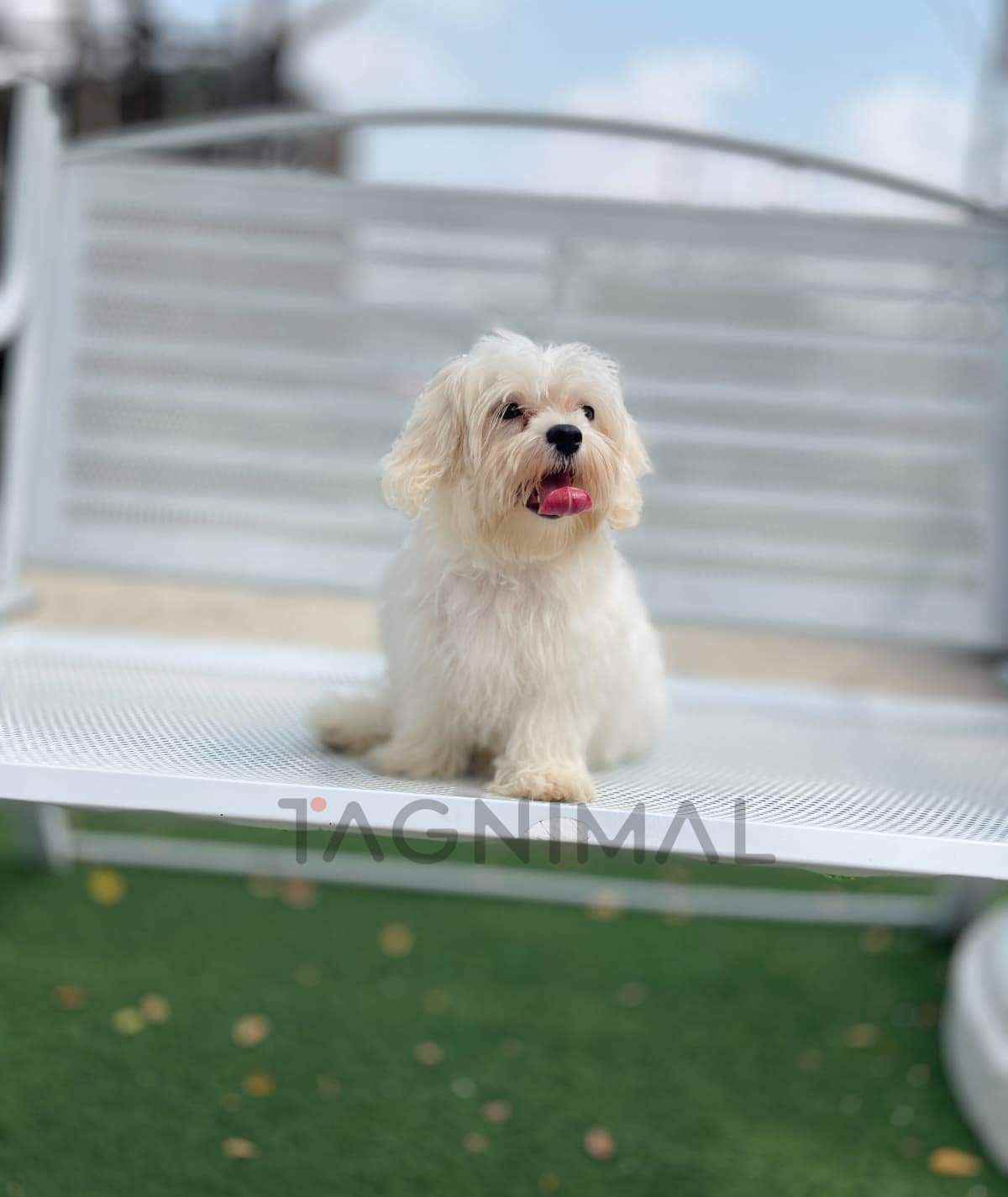 Maltipoo puppy for sale, dog for sale at Tagnimal