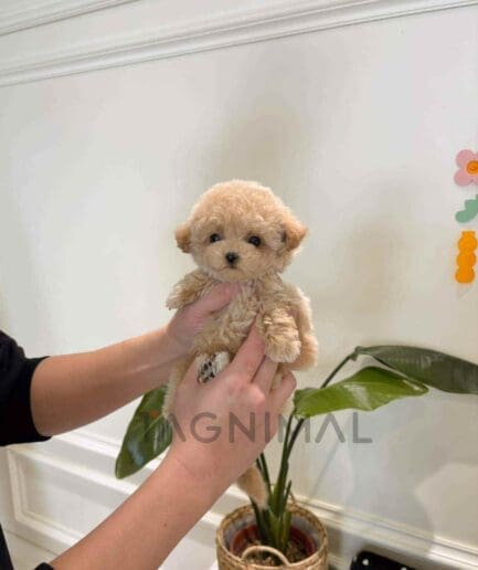Maltipoo puppy for sale, dog for sale at Tagnimal