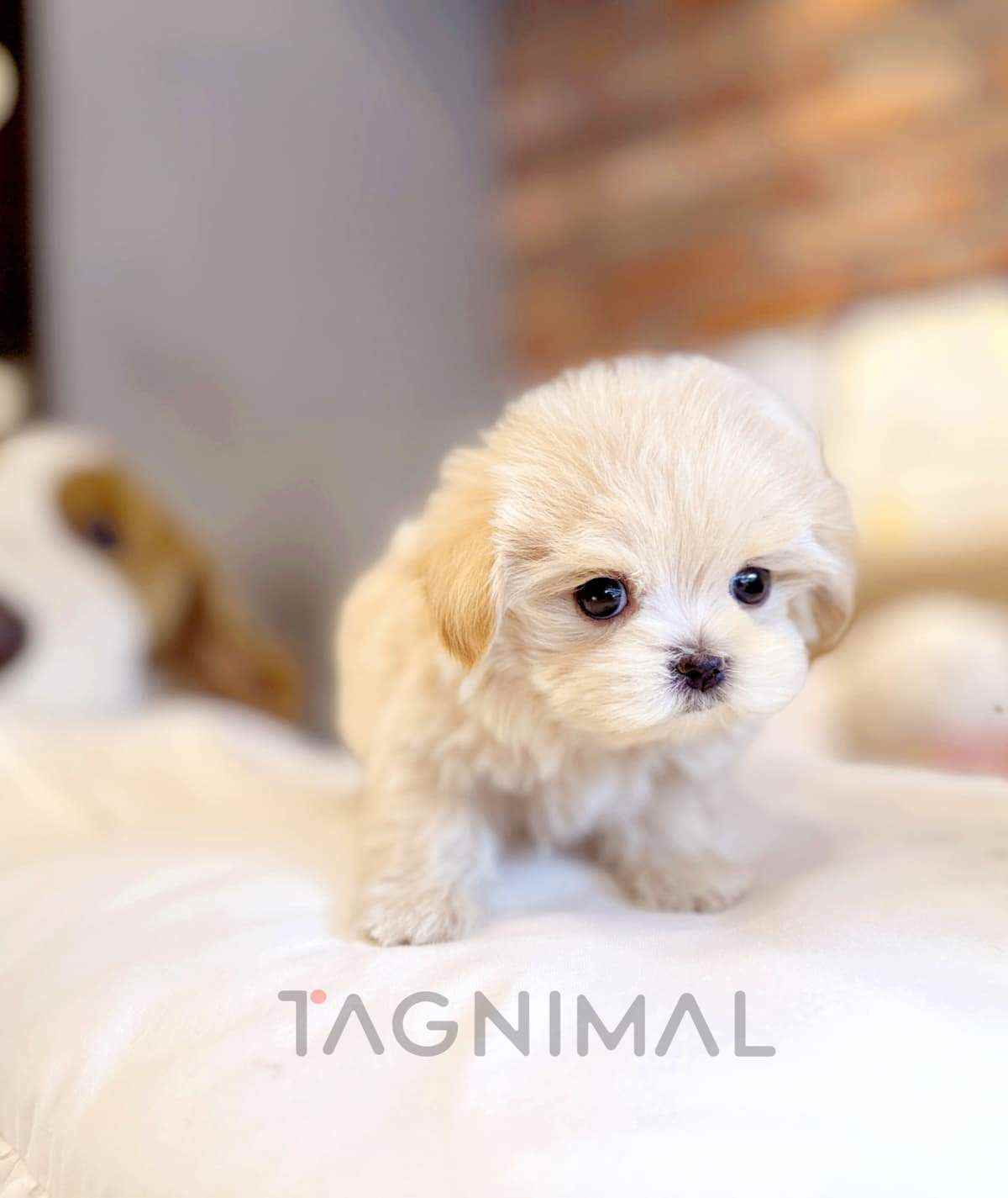 Maltipoo puppy for sale, dog for sale at Tagnimal