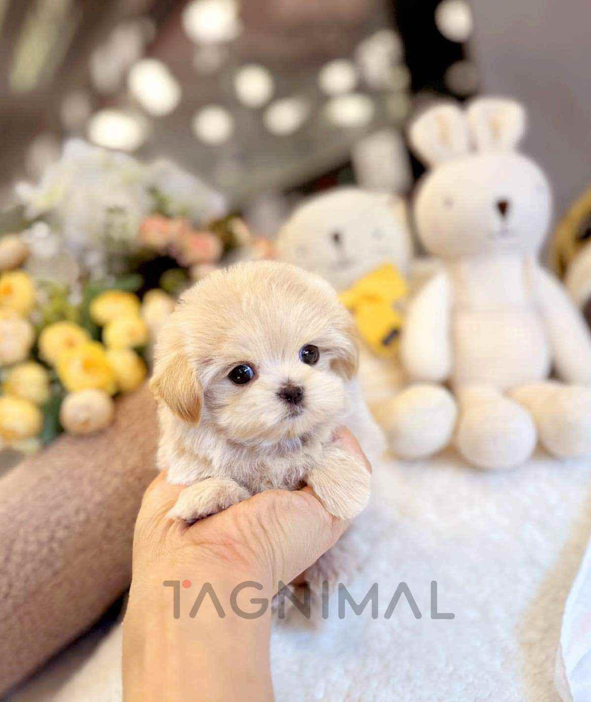 Maltipoo puppy for sale, dog for sale at Tagnimal