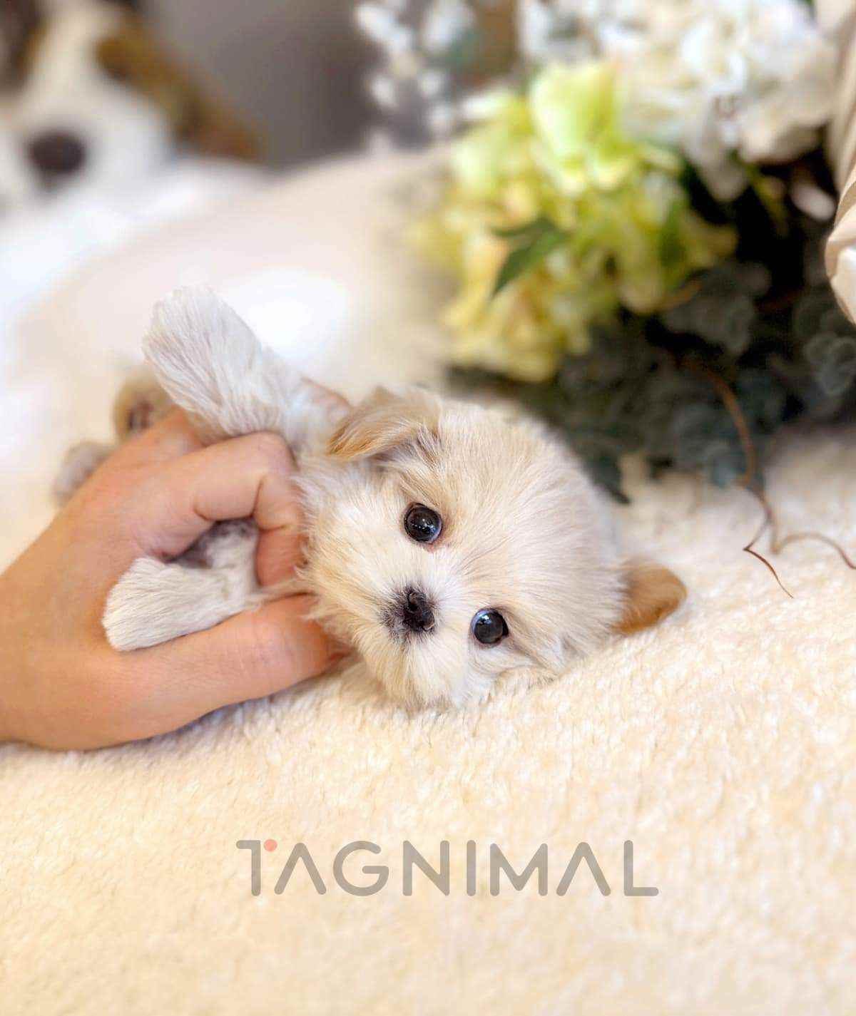 Maltipoo puppy for sale, dog for sale at Tagnimal