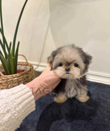 Morkie puppy for sale, dog for sale at Tagnimal