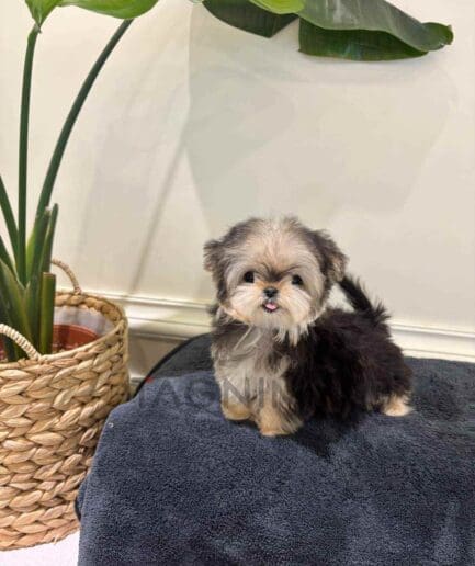 Morkie puppy for sale, dog for sale at Tagnimal