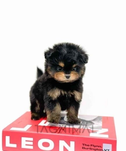 Pomapoo puppy for sale, dog for sale at Tagnimal