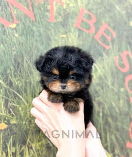 Pomapoo puppy for sale, dog for sale at Tagnimal