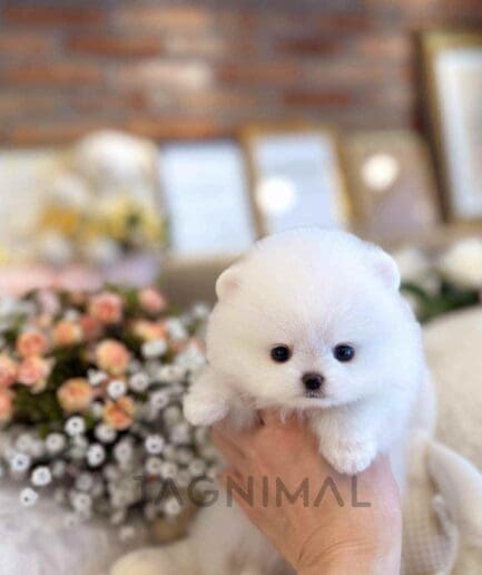 Pomeranian puppy for sale, dog for sale at Tagnimal
