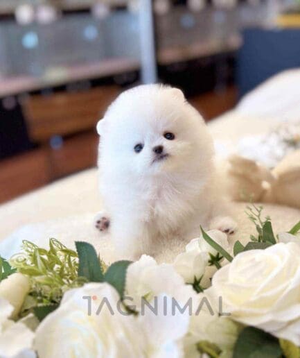 Pomeranian puppy for sale, dog for sale at Tagnimal
