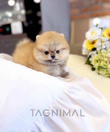 Pomeranian puppy for sale, dog for sale at Tagnimal