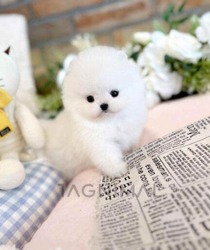 Pomeranian puppy for sale, dog for sale at Tagnimal