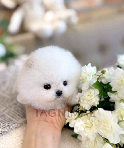 Pomeranian puppy for sale, dog for sale at Tagnimal