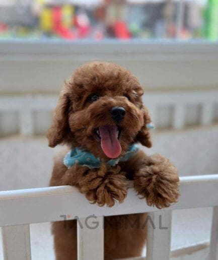 Poodle puppy for sale, dog for sale at Tagnimal