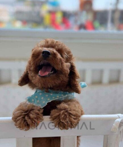 Poodle puppy for sale, dog for sale at Tagnimal