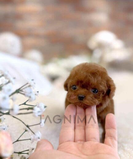 Poodle puppy for sale, dog for sale at Tagnimal