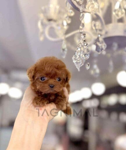 Poodle puppy for sale, dog for sale at Tagnimal