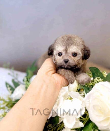 Poodle puppy for sale, dog for sale at Tagnimal