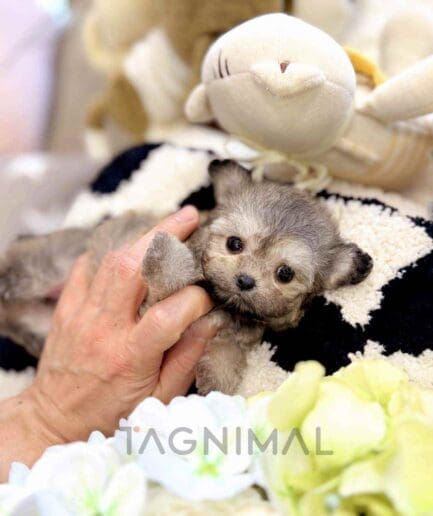 Poodle puppy for sale, dog for sale at Tagnimal