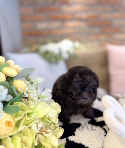 Poodle puppy for sale, dog for sale at Tagnimal