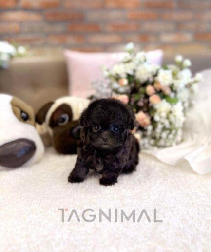 Poodle puppy for sale, dog for sale at Tagnimal