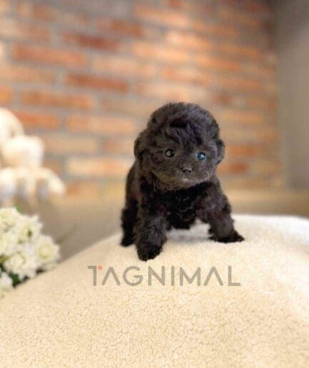Poodle puppy for sale, dog for sale at Tagnimal