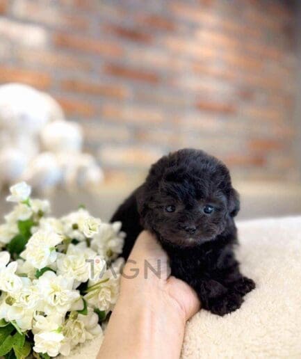 Poodle puppy for sale, dog for sale at Tagnimal