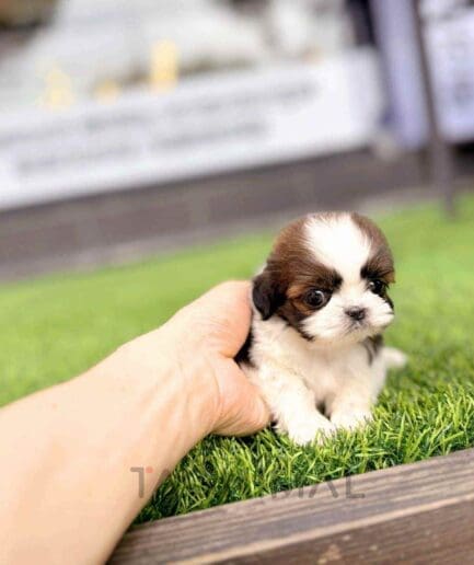 Shih Tzu puppy for sale, dog for sale at Tagnimal